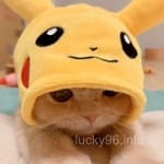 Avatar of Noor Fatima